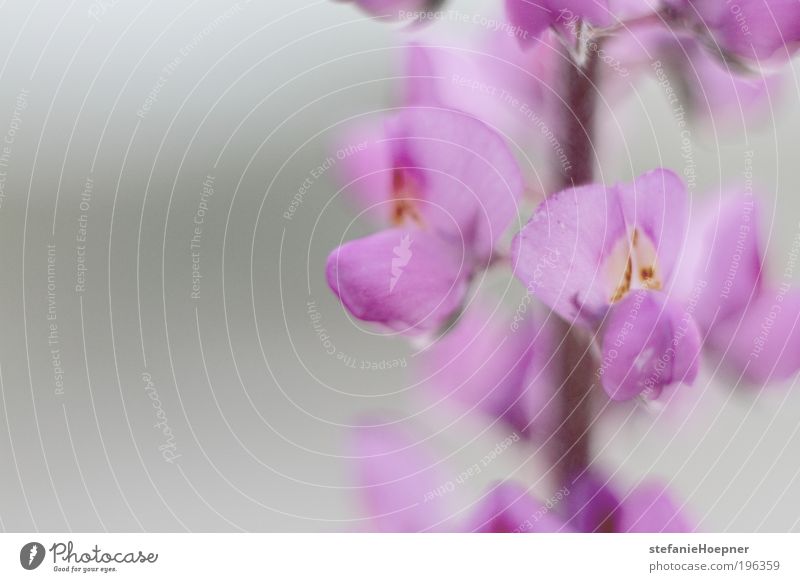 desert flower Environment Nature Plant Spring Flower Wild plant Desert Desert plant Blossoming Faded Esthetic Exceptional Exotic Natural Positive Blue Gray