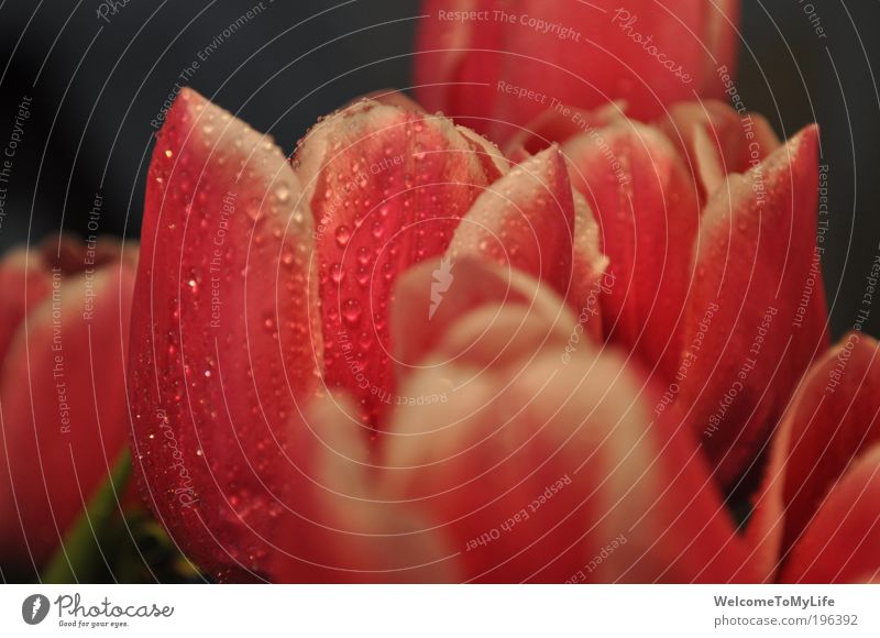 bouquet Plant Flower Blossoming Wet Beautiful Green Pink Colour photo Interior shot Close-up Day