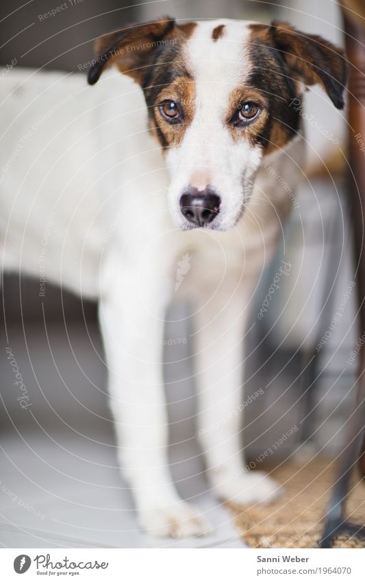 eye contact Pet Dog Animal face 1 Observe Looking Brown White Emotions Moody Trust Safety Protection Safety (feeling of) Love of animals Friendship Considerate