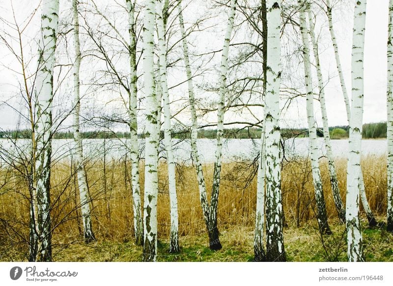 birches Nature April Relaxation Spring Park Forest Forest walk Tree Birch tree Lake Water Surface of water Body of water Lakeside River bank Havel Brandenburg