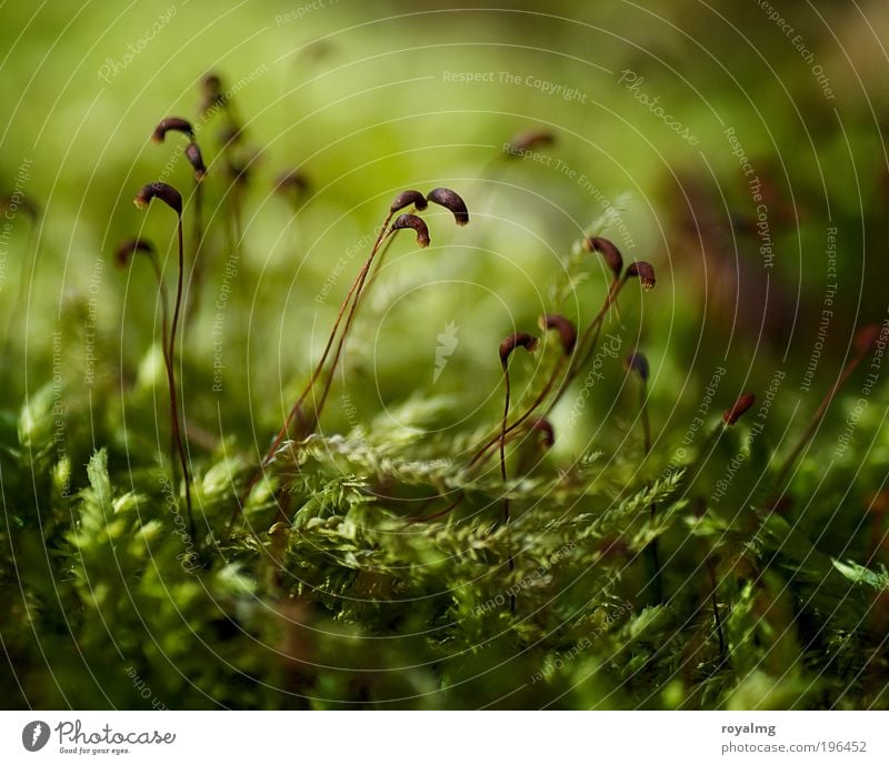 Mo(o)s Def Environment Nature Plant Foliage plant Fresh Green Moss Carpet of moss Seed Woodground Colour photo Subdued colour Exterior shot Close-up