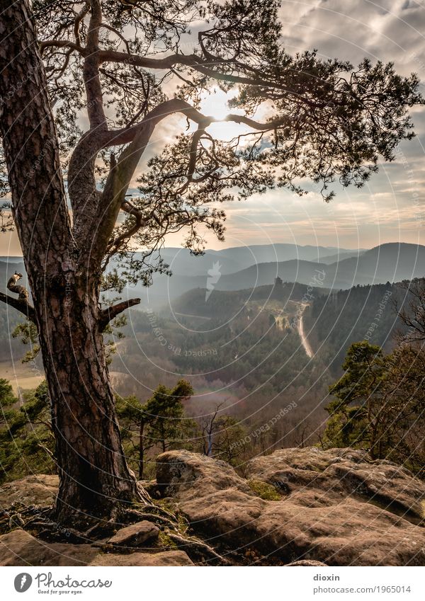 Alsace Vacation & Travel Tourism Trip Far-off places Mountain Hiking Environment Nature Landscape Plant Sun Sunlight Tree Forest Palatinate forest Natural