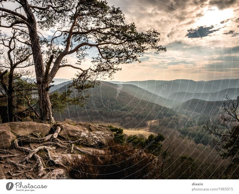 Alsace Vacation & Travel Tourism Trip Far-off places Freedom Mountain Hiking Environment Nature Landscape Plant Sky Clouds Sun Sunrise Sunset Sunlight