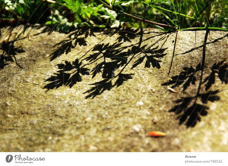 shaded terrace with a hint of meadow herbs Nature Spring Beautiful weather Plant Grass Curbside Shadow Meadow Growth Terrace Silhouette Stone naturally Brown