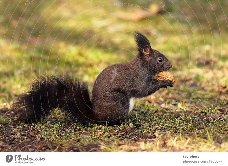 cute squirrel from the park Eating Beautiful Garden Environment Nature Animal Autumn Park Forest Fur coat Small Funny Natural Cute Wild Brown Gray Green Red