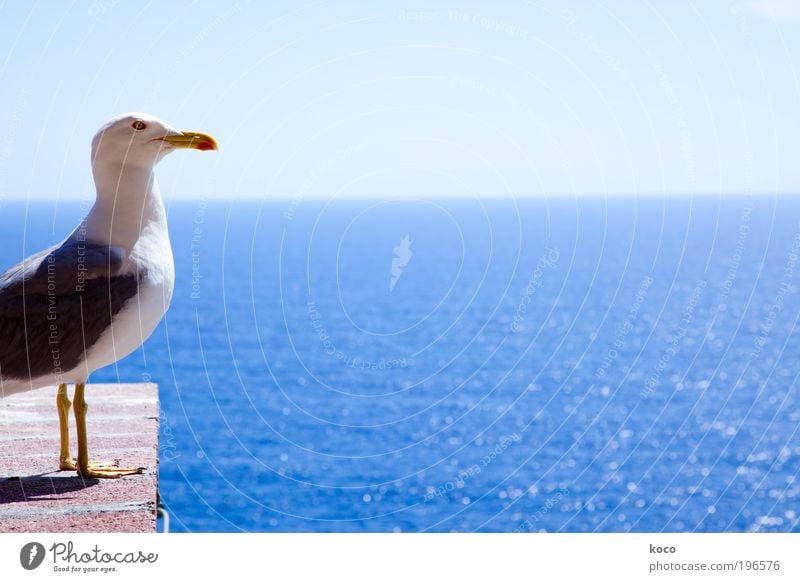 Emma Far-off places Summer Ocean Nature Sky Cloudless sky Sun Beautiful weather Animal Wild animal Bird Animal face Wing 1 Brick Stand Friendliness Infinity