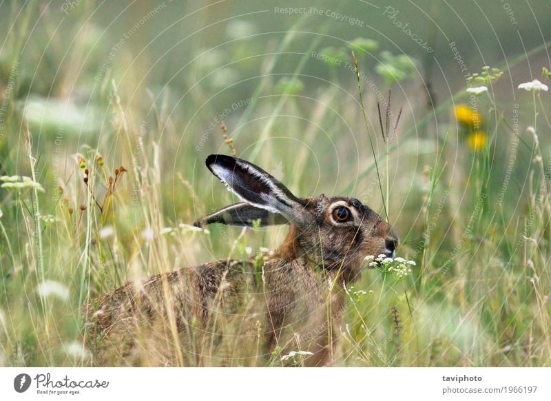 wild brown european hare Playing Hunting Easter Nature Animal Grass Meadow Fur coat Sit Natural Cute Wild Brown Gray Green Watchfulness lepus europaeus wildlife