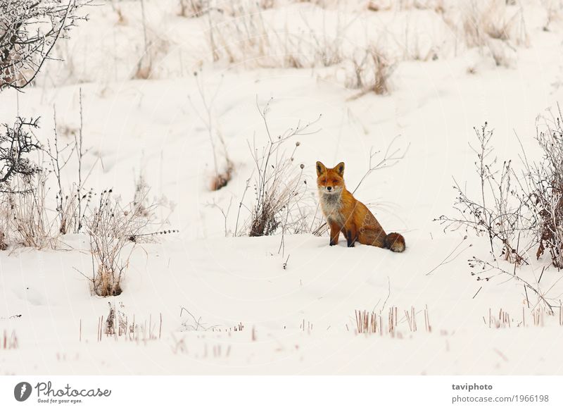 wild european red fox in snow Beautiful Face Winter Snow Nature Animal Meadow Forest Fur coat Dog Cute Smart Wild Red White vulpes European Fox colorful