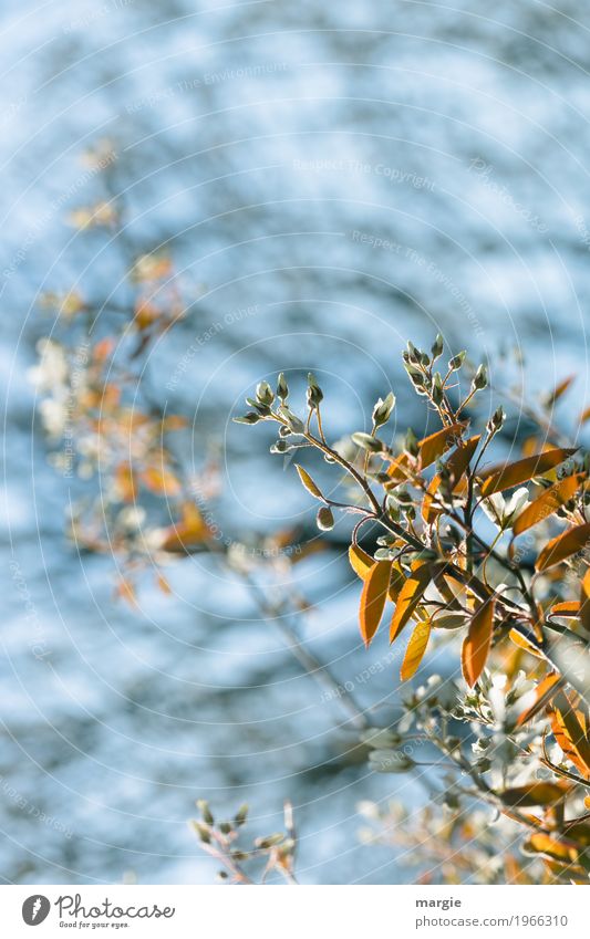 Spring, beautiful flowers with light blue background Environment Nature Plant Animal Beautiful weather Tree Flower Bushes Leaf Blossom Foliage plant Garden Park