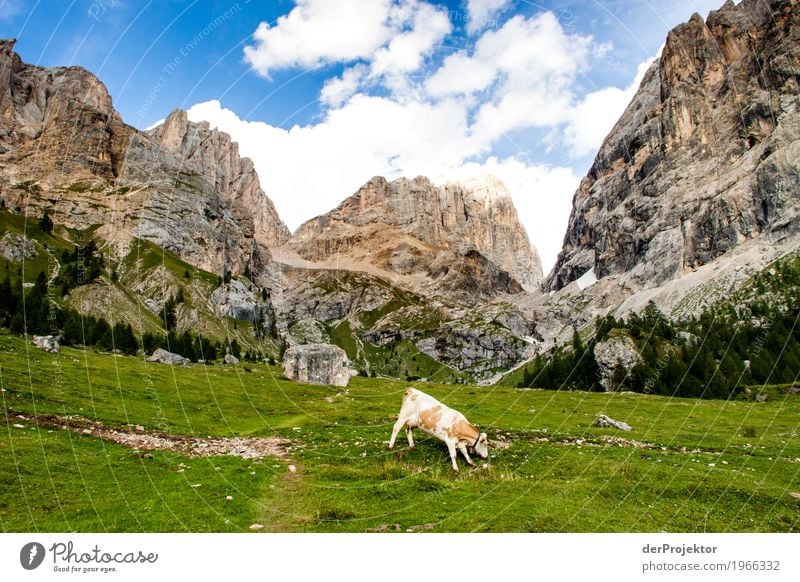 Cow with view in the Dolomites Central perspective Deep depth of field Sunbeam Sunlight Light (Natural Phenomenon) Silhouette Contrast Shadow Day Copy Space top