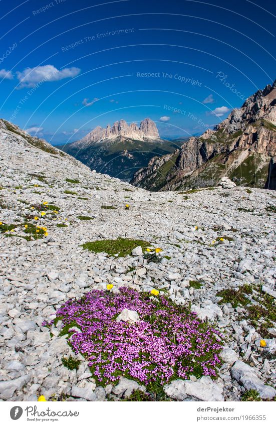 Flowers with panorama in the Dolomites Central perspective Deep depth of field Sunbeam Sunlight Light (Natural Phenomenon) Silhouette Contrast Shadow Day