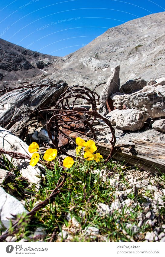 War remains from 1914 with flowers Vacation & Travel Tourism Trip Adventure Far-off places Freedom Mountain Hiking Environment Nature Landscape Plant Animal