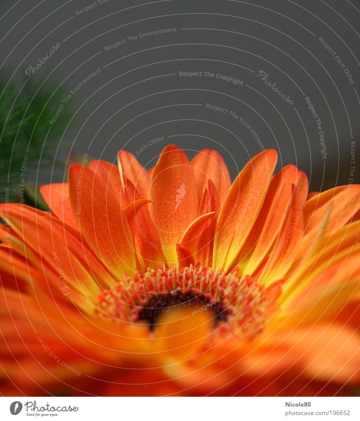 sunrise Environment Nature Plant Flower Blossom Esthetic Fragrance Authentic Simple Yellow Red Bouquet Gerbera Orange Colour photo Interior shot Close-up