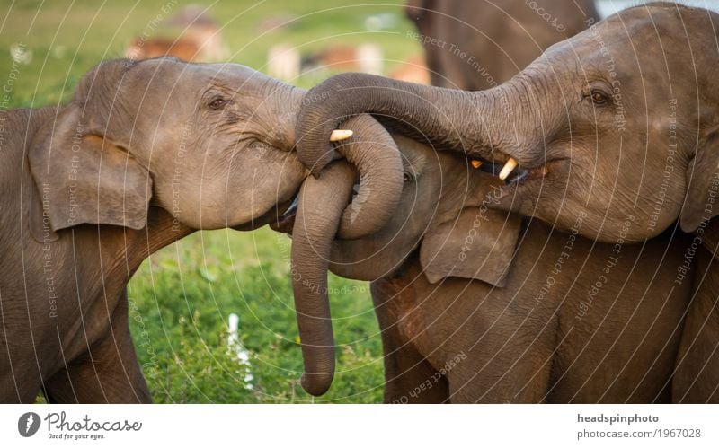 Three young elephants are playing with their trunks. Vacation & Travel Tourism Trip Adventure Far-off places Sightseeing Expedition Virgin forest Sri Lanka