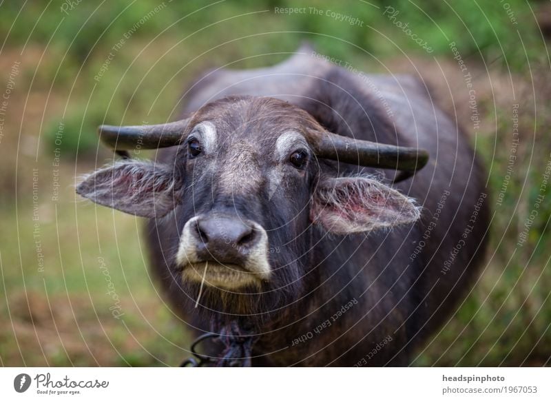 Indian water buffalo looks into the camera Vacation & Travel Tourism Trip Adventure Far-off places Expedition Meadow Field Sri Lanka Farm animal Animal face 1