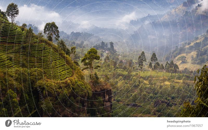 Landscape with tea plantations in Sri Lanka Vacation & Travel Tourism Trip Adventure Far-off places Sightseeing Safari Expedition Hiking Agricultural crop