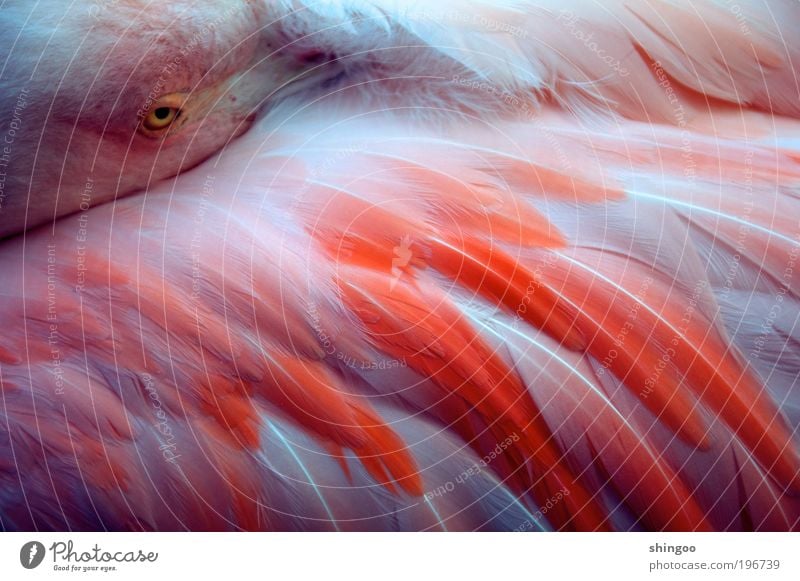 flamingo Animal Wild animal Bird Flamingo Animal face Wing 1 Observe Freeze Sleep Esthetic Elegant Exotic Cuddly Kitsch Near Curiosity Beautiful Warmth Soft