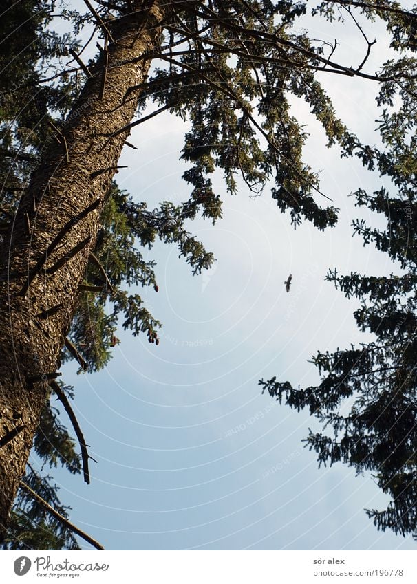 Hunting Sky Tree Fir tree Spruce Tree trunk Forest Animal Bird Falcon Bird of prey 1 Observe Flying Threat Speed Wild Blue Brown Green Power Brave Endurance