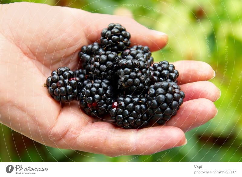 Stack of blackberry Food Fruit Dessert Organic produce Vegetarian diet Diet Summer Garden Hand Nature Fresh Delicious Natural Rich Juicy Wild Yellow Green Red