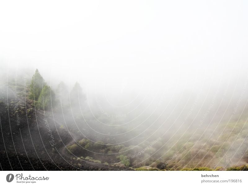 "yes yes, the flatlands" Vacation & Travel Tourism Trip Far-off places Freedom Environment Nature Climate change Bad weather Fog Rain Ice Frost Tree Moss