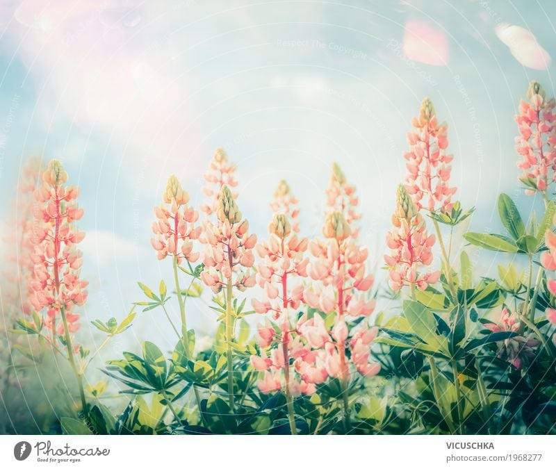 Beautiful gardenflowers Lifestyle Design Summer Garden Nature Plant Sun Sunlight Beautiful weather Flower Leaf Blossom Park Blossoming Pink Lupin Pastel tone