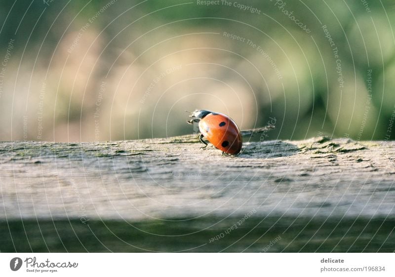 herald of spring Nature Summer Animal Beetle Ladybird 1 Observe Movement Flying Crawl Brown Multicoloured Green Red Colour photo Exterior shot Deserted