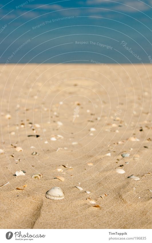 Shell Station Beach Relaxation Sand Sandy beach Mussel Mussel shell Shell sand Wangerooge East frisian island Coast Ocean Vacation & Travel Summer Summery