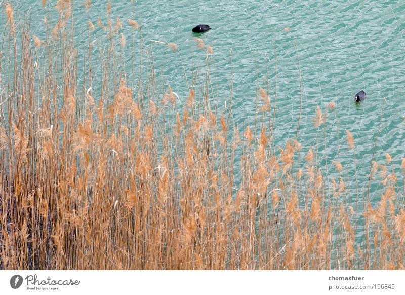 BirdPerspective Trip Summer Nature Water Spring Grass Lakeside River bank Pond Wild animal 2 Animal To feed Blue Yellow Serene Calm Idyll Colour photo