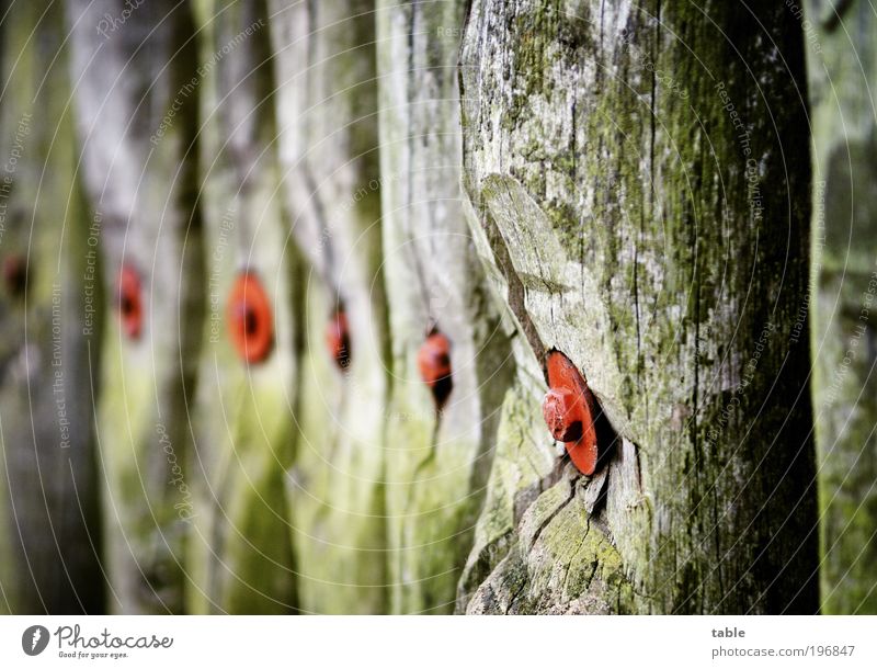 bulwark Wood Metal Old Threat Dark Firm Gigantic Large Brown Gray Green Red Power Protection Attentive Watchfulness Endurance Unwavering Mistrust Discordant