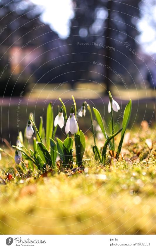 spring in the park Nature Plant Spring Beautiful weather Tree Flower Grass Blossom Park Blossoming Growth Fresh Natural New Spring fever Colour photo