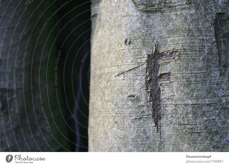 Perpetuated Nature Wood Old Simple Colour photo Exterior shot Deserted Day