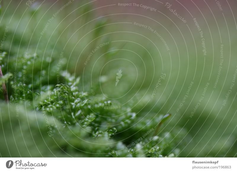 Nothing going on without moss... Nature Plant Moss Foliage plant Small Green Colour photo Close-up Day Shallow depth of field