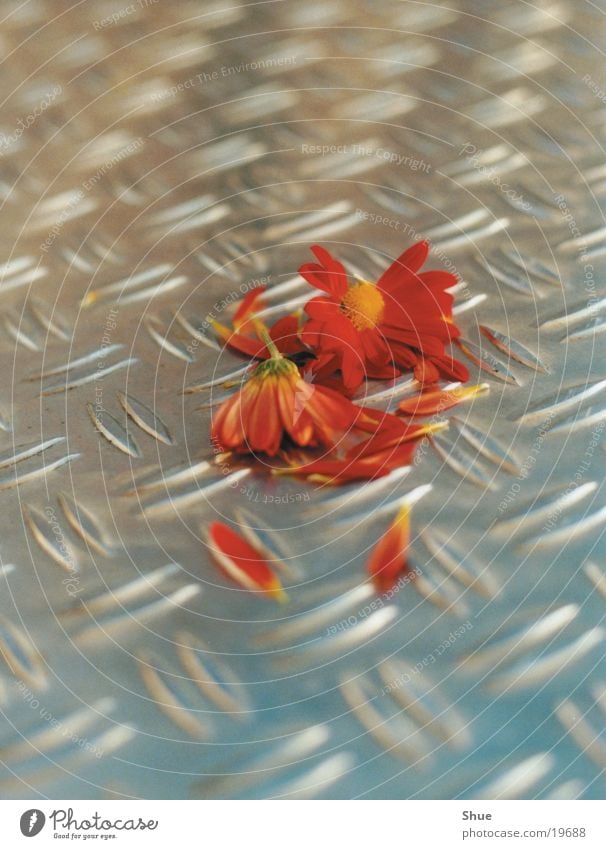 Broken Flower Destruction Leaf Metal Floor covering Orange