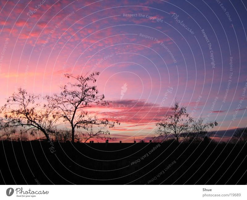 evening sky Sunset Tree Red Evening Silhouette Sky Shadow