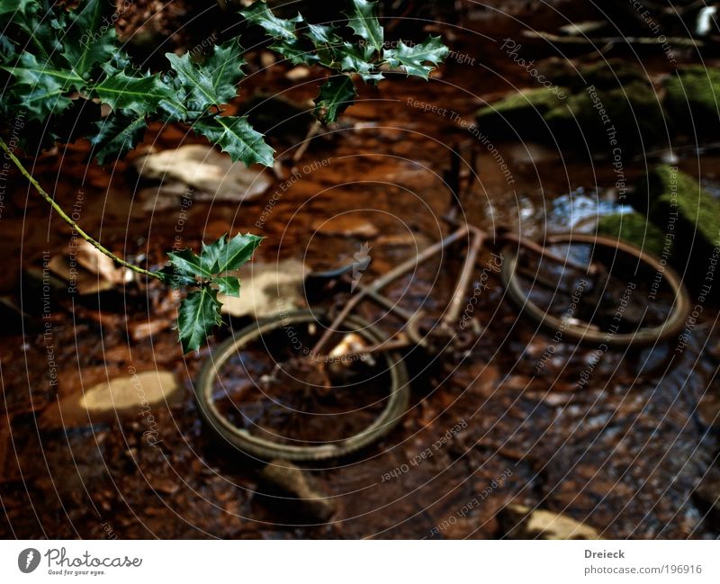 Tour de Nature Bicycle Environment Landscape Plant Earth Water Drops of water Sunlight Bushes Moss Leaf Foliage plant Park Virgin forest River bank Brook