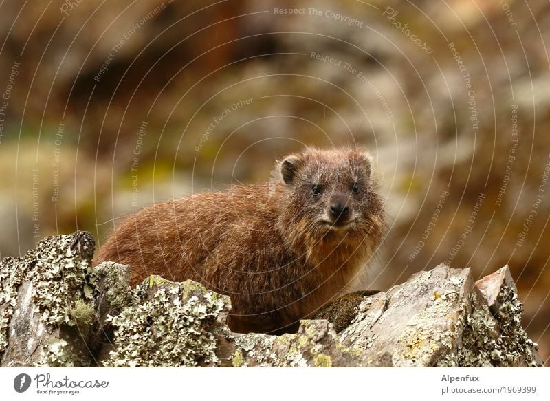 I bet it tastes cute. Animal Wild animal Pelt Klippschliefer 1 Beautiful Cute Africa Mount Kenya Colour photo Exterior shot Copy Space top Blur