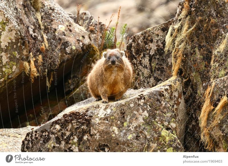 I'm very kind Moss Rock Animal Wild animal Pelt Klippschliefer 1 Sit Exotic Cuddly Cute Brown Sympathy Friendship Love of animals Curiosity Africa Mount Kenya