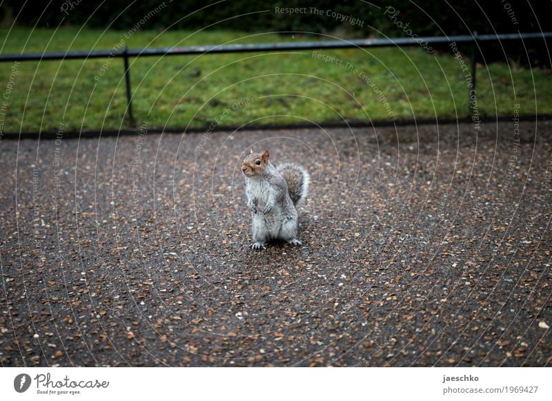 Do we know each other? Park Lanes & trails Wild animal 1 Animal Curiosity Cute Positive Rebellious Brown Gray Optimism Brave Trust Sympathy Interest Loneliness