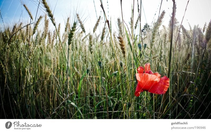 Spring has come Environment Nature Landscape Plant Beautiful weather Tulip Esthetic Wild Red Moody bike carp Colour photo Exterior shot Day Wide angle