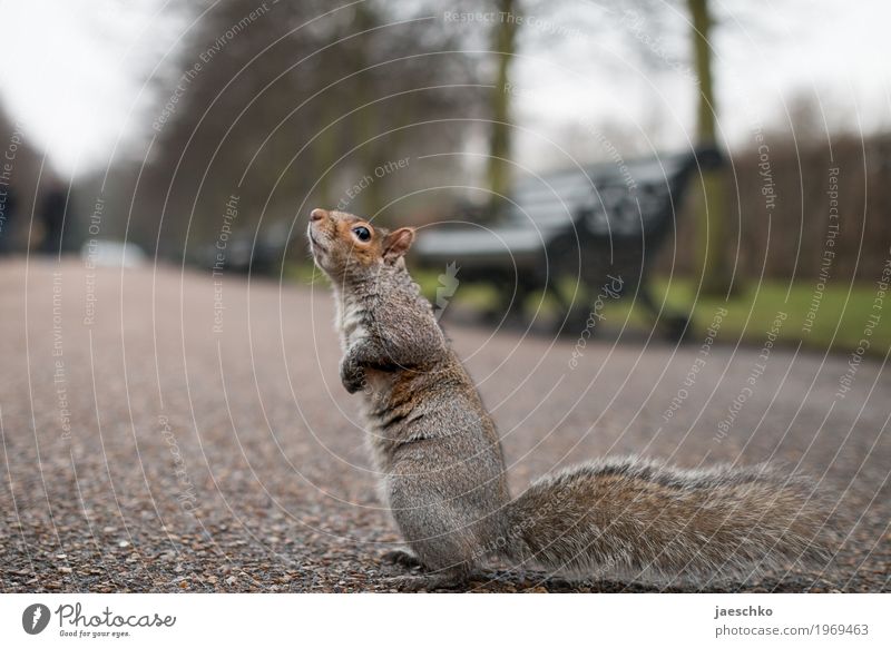 I ask that you Park Animal Wild animal 1 Brash Cute Brown Gray Bravery Self-confident Optimism Determination Trust Curiosity Appetite Tails Bushy Beg Hope