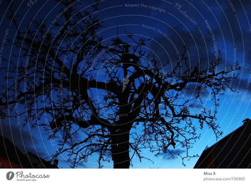 Blue hour Environment Nature Winter Tree Park Dark Creepy Branch Colour photo Multicoloured Exterior shot Deserted Copy Space left Copy Space right