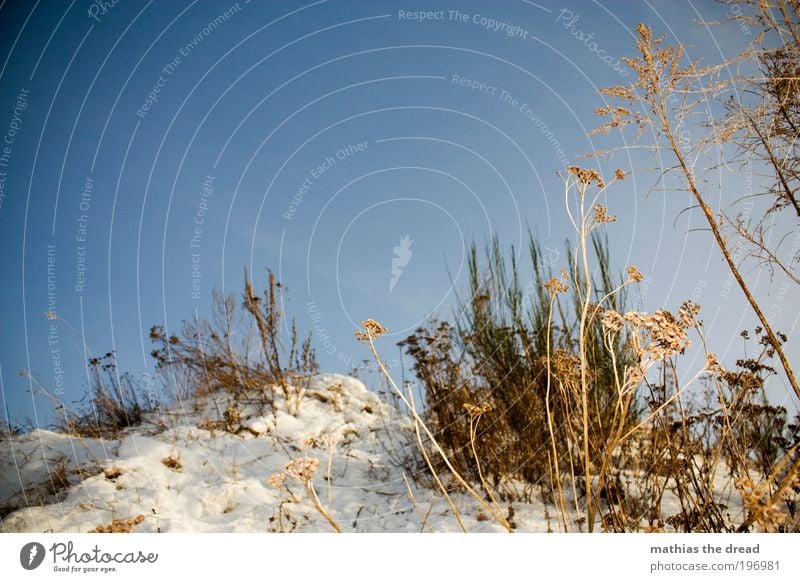 dried flowers Environment Nature Landscape Plant Air Sky Cloudless sky Horizon Winter Weather Beautiful weather Ice Frost Snow Tree Flower Grass Bushes Leaf