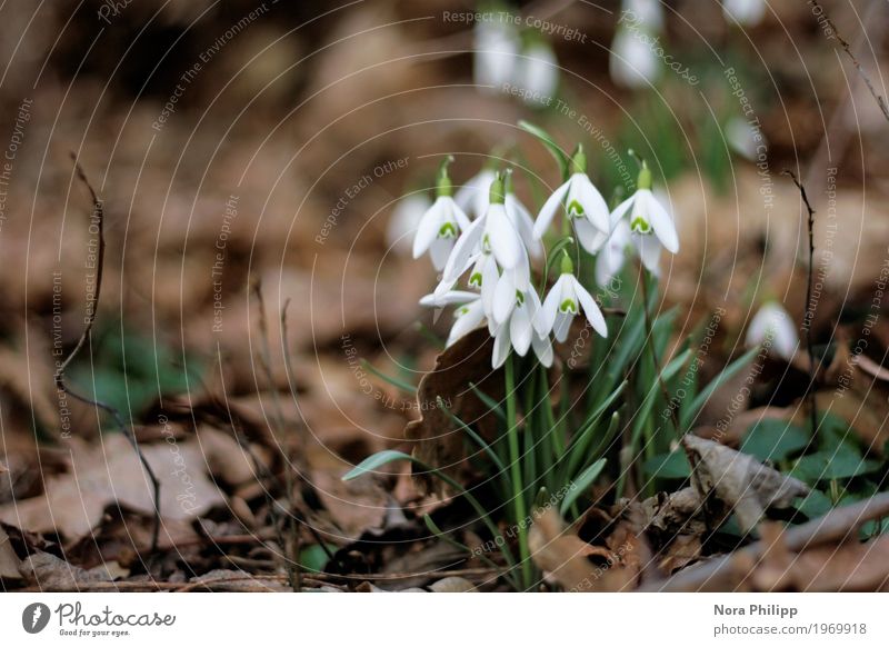 All together in spring Environment Nature Animal Earth Plant Flower Leaf Blossom Foliage plant Observe Blossoming Discover Esthetic Simple New Brown Green White