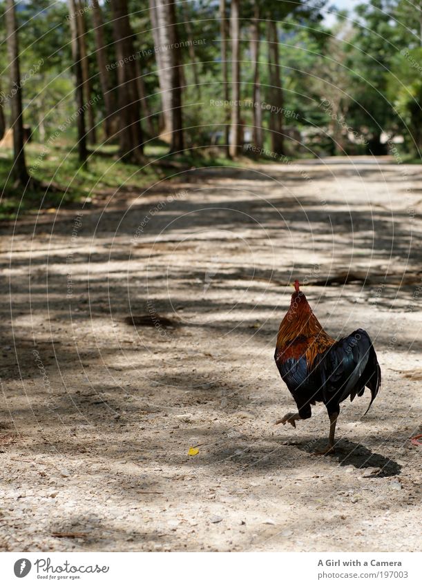 I think I'm gonna get out of here. Nature Summer Tree Farm animal Bird Wing Claw Rooster 1 Animal Discover Walking Running Far-off places Friendliness Happiness