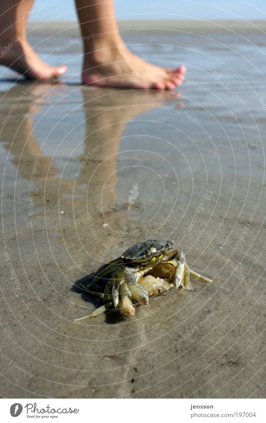 sandpiper Seafood Feet 1 Human being Environment Nature Plant Summer Coast Beach North Sea Animal Discover Crawl Wet Natural Shellfish Shrimp Colour photo