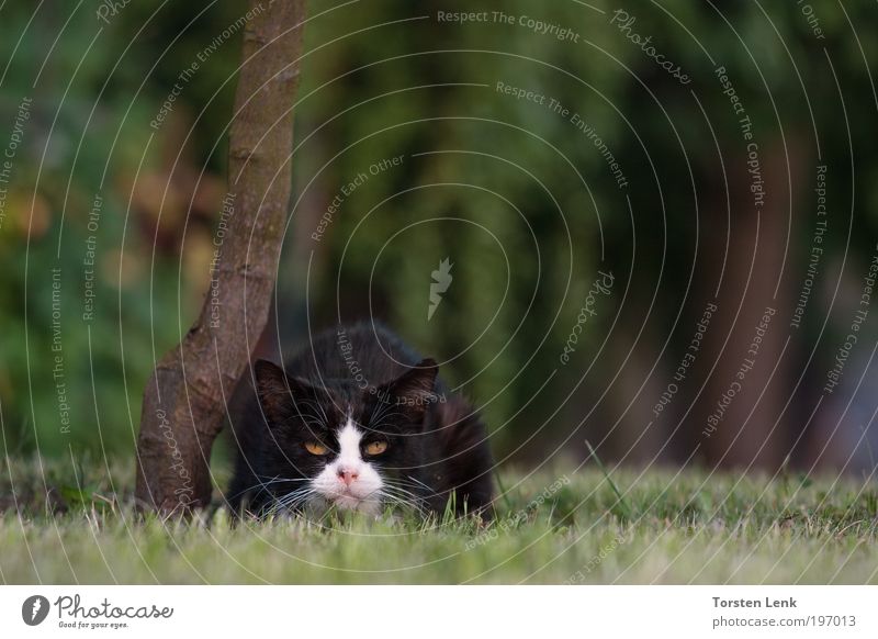 A cold? Pet Cat 1 Animal Perspective Colour photo Copy Space right Shallow depth of field Worm's-eye view Central perspective Animal portrait Looking