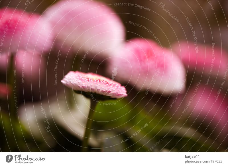 daisy Nature Plant Spring Flower Daisy Pink Red Colour photo Multicoloured Exterior shot Macro (Extreme close-up) Day