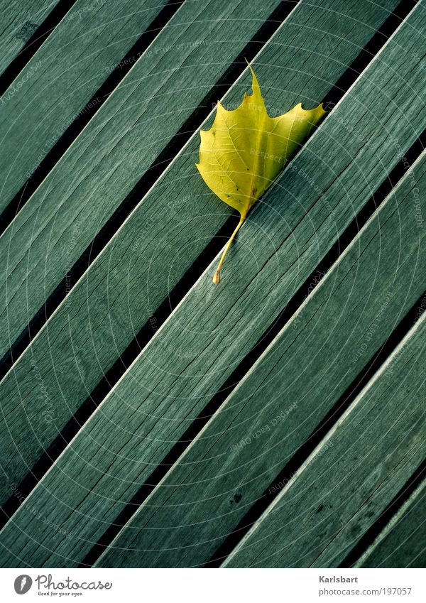 fall. Lifestyle Design Beautiful Harmonious Senses Relaxation Calm Garden Thanksgiving Kindergarten Gardening Environment Nature Summer Autumn Leaf Facade