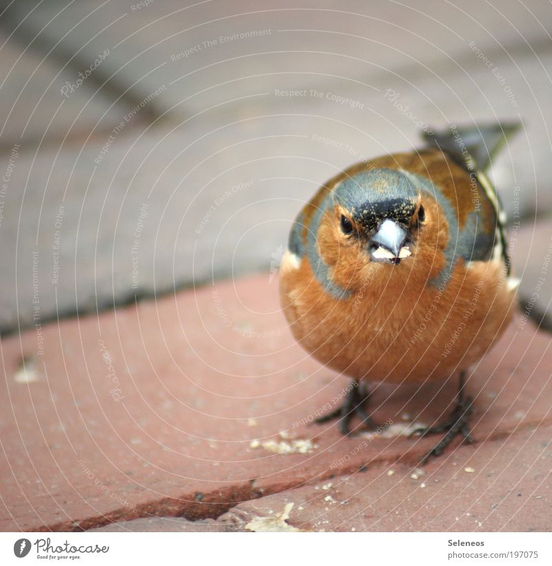 crumb collector Animal Bird Animal face Feeding Small Curiosity Cute Beak Crumbs To feed Colour photo Exterior shot Copy Space left Day Animal portrait