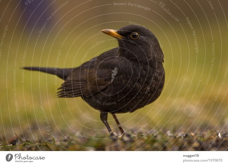 blackbird Environment Nature Animal Spring Autumn Grass Garden Park Meadow Wild animal Bird Animal face Wing Blackbird 1 To feed Looking Sit Stand Esthetic